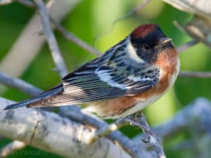 Bird Watching near Devil's Lake State Park