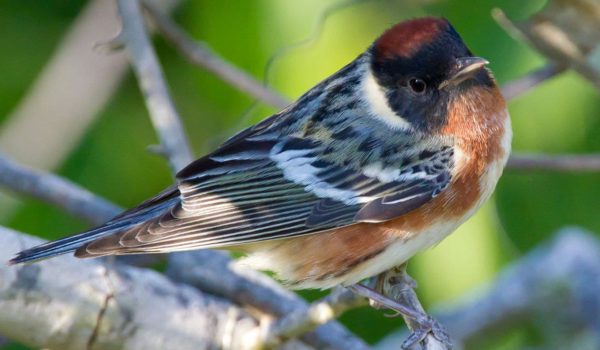 Bird Watching near Devil's Lake State Park