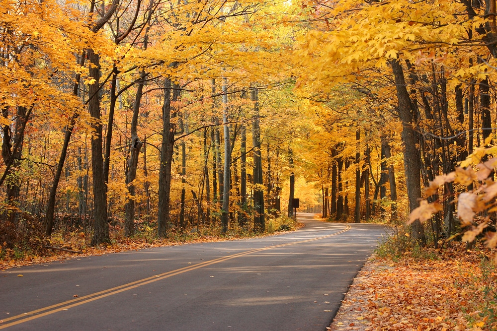 Enjoy the fall colors in Wisconsin this year! Image of road surrounded by trees with yellow leaves.